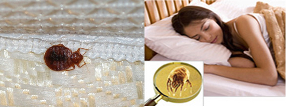 Mattress Cleaning San Mateo