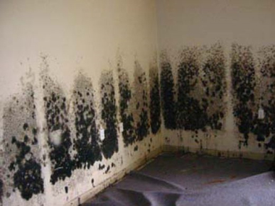 Mold and Mildew Removal San Mateo