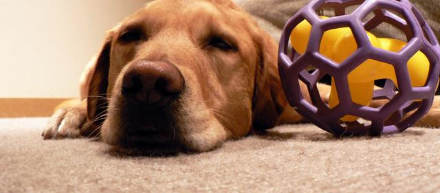 Pet Stain and Odor Removal San Mateo