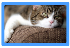 Upholstery Cleaning San Mateo